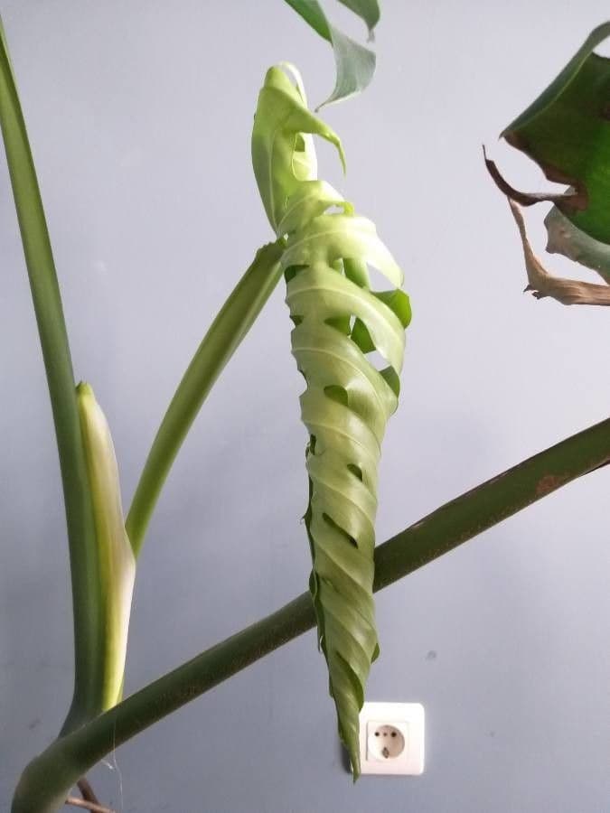Monstera lahodná 30