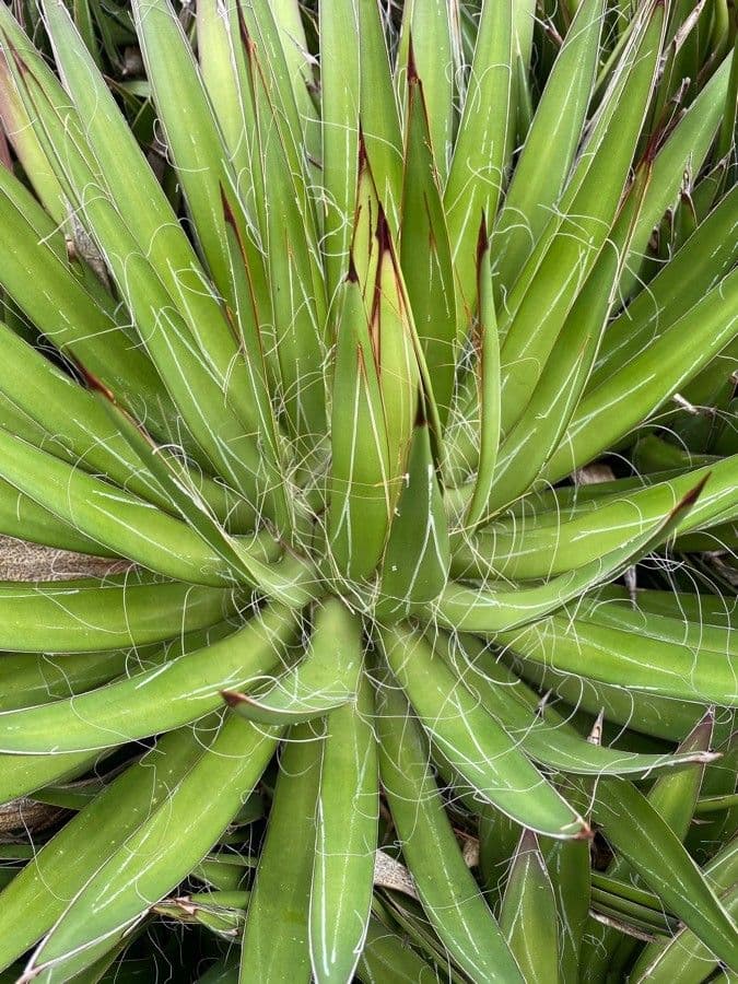 Kleinblütige Agave 3