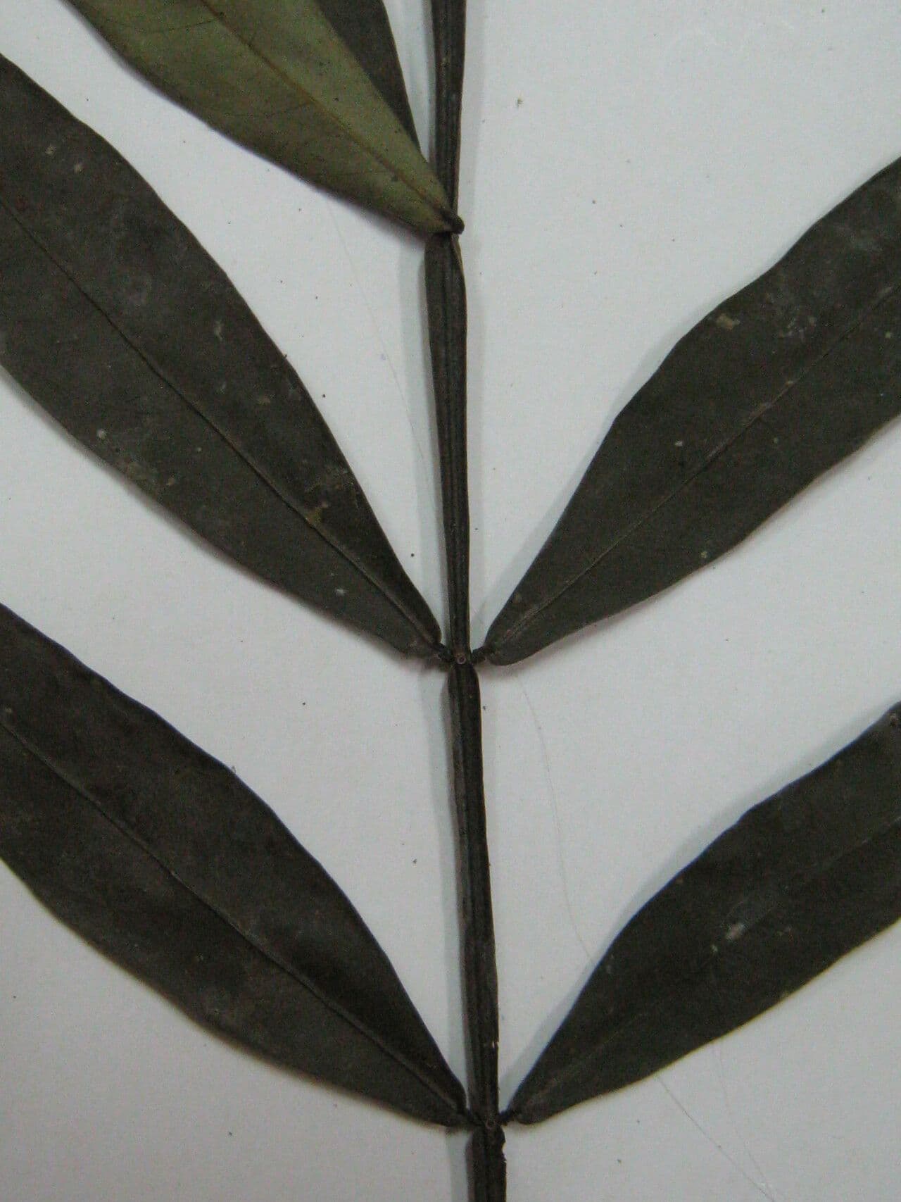 Inga 7