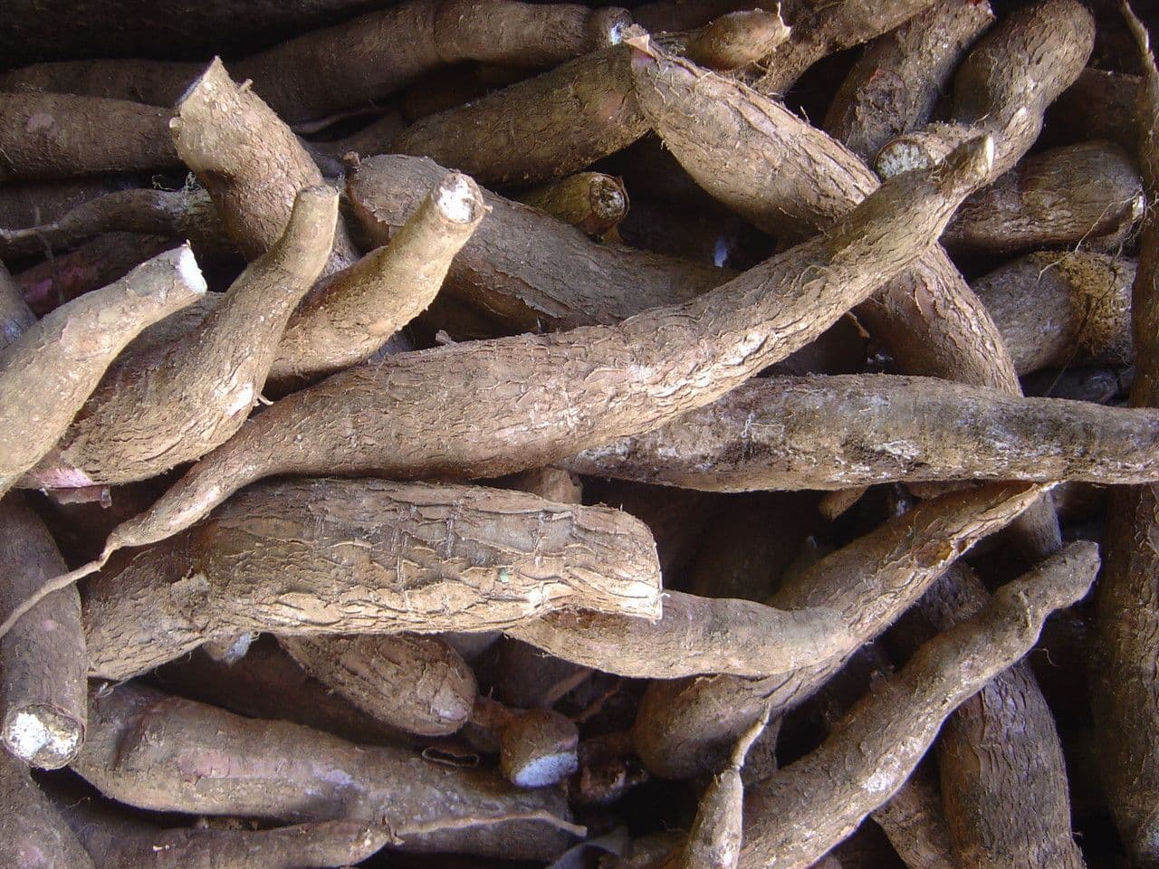Manioca 4