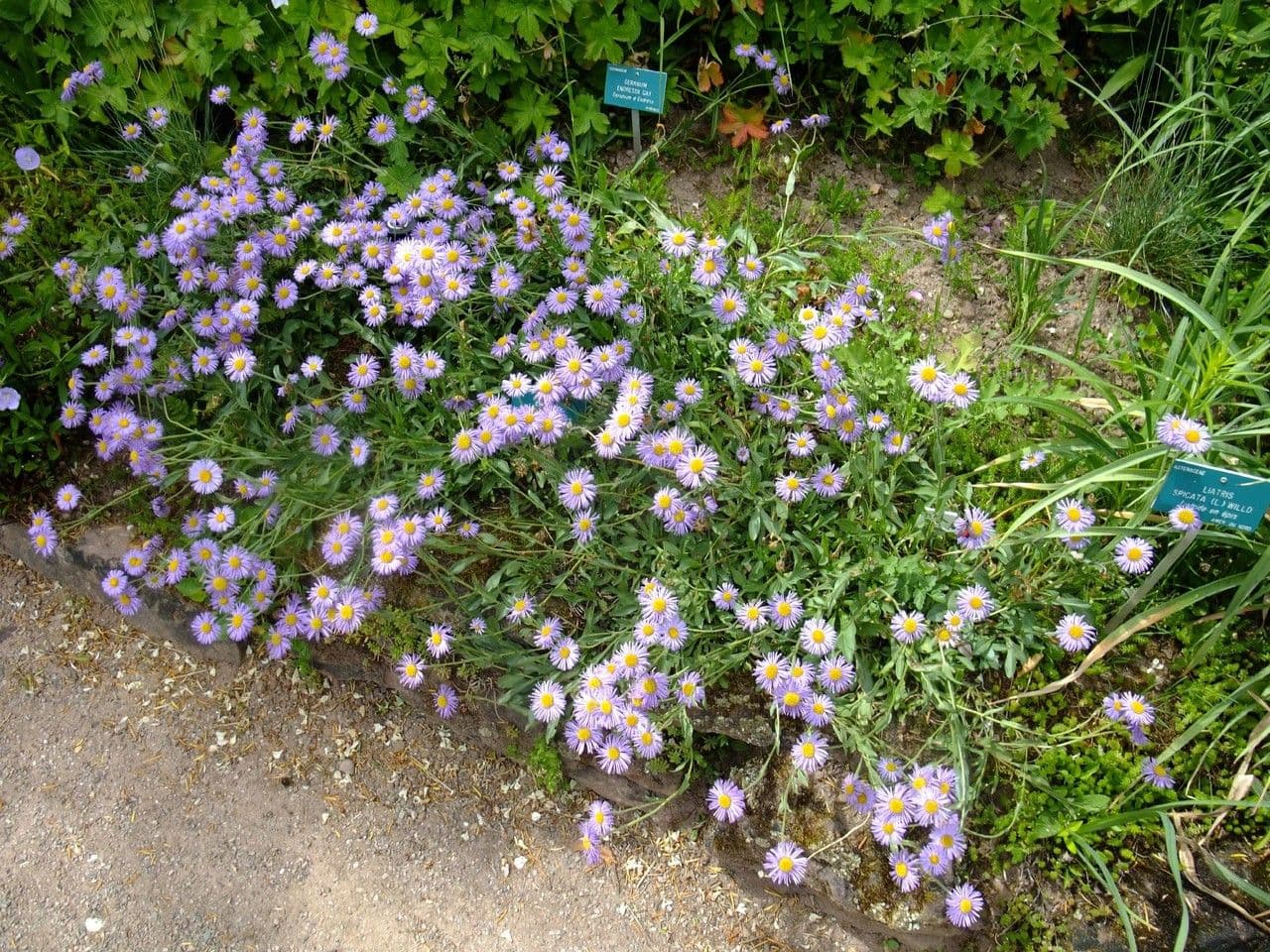 Fleabane 8