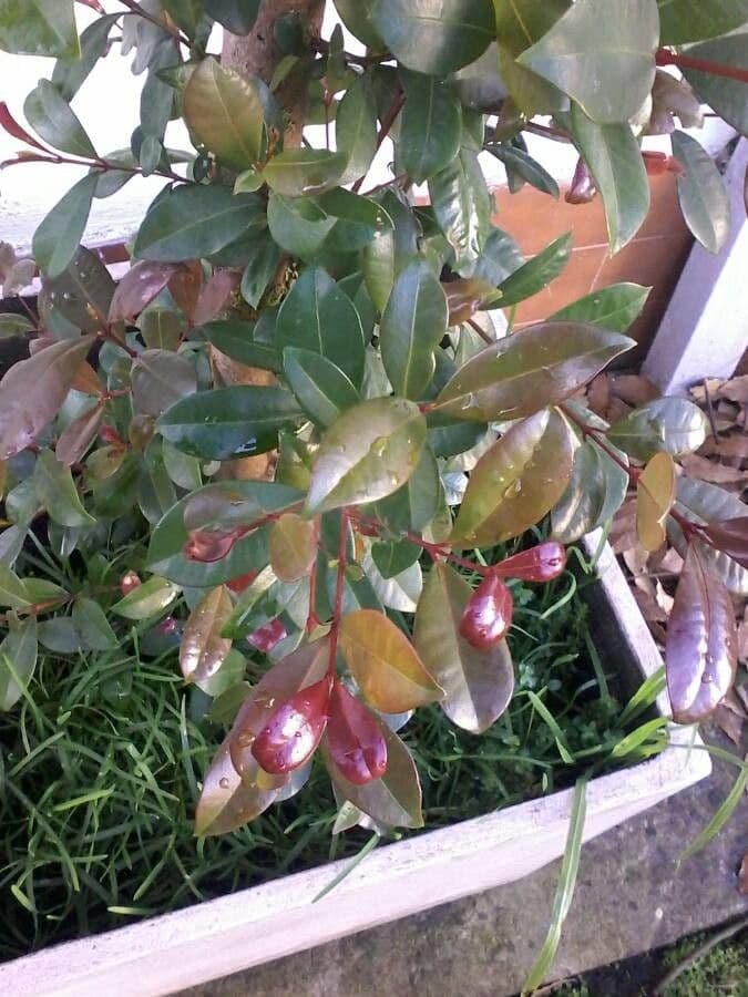 Ciliegio del Brasile 16