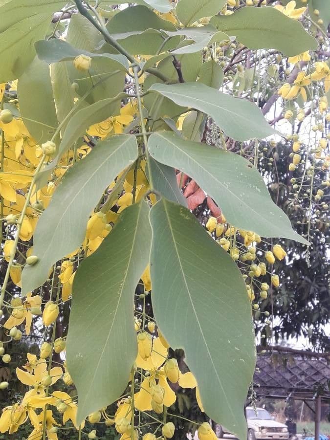 Cassia 20
