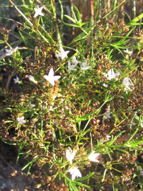 Stenaria nigricans 8