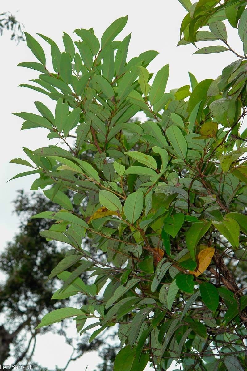 Phyllanthus 9