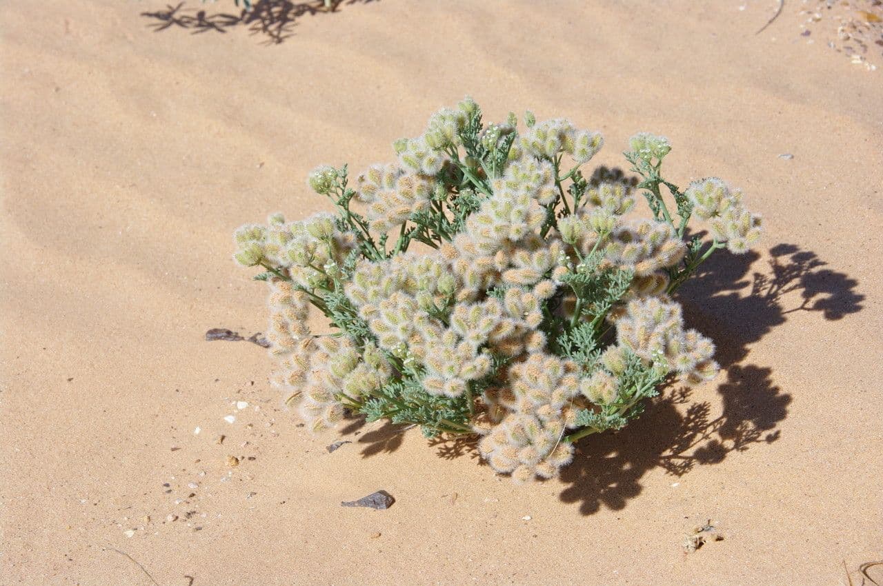 Ammodaucus 3
