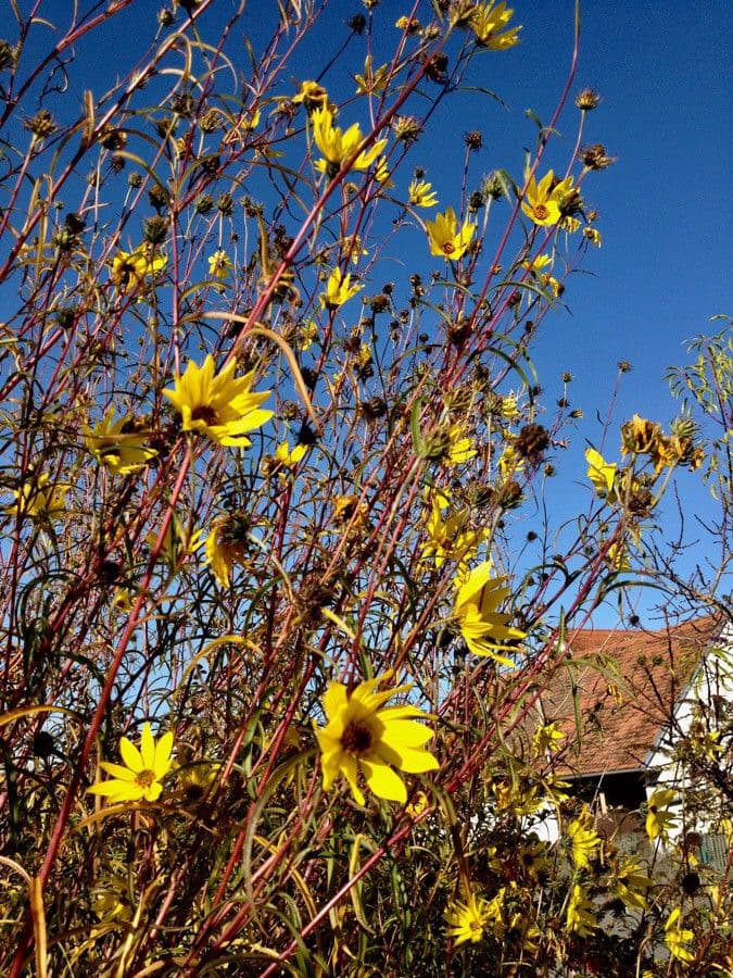 Girasole pauciflora 11