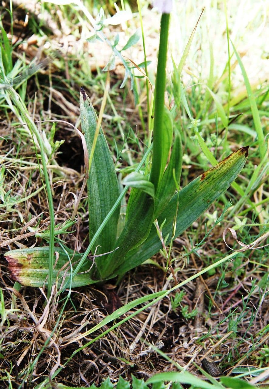 Orquídea tridentada 12