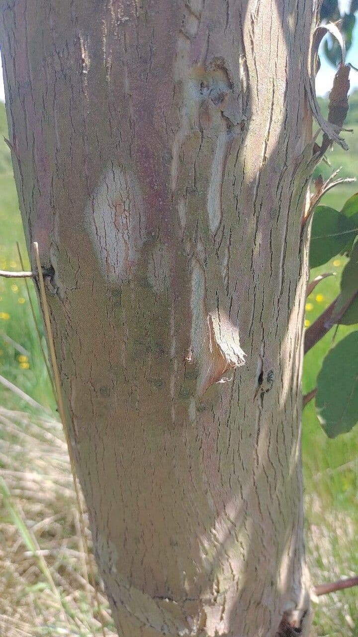 Vielblütiger Eukalyptus 23