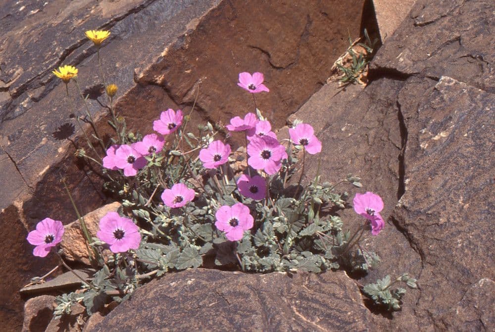 Gefleckte Reiherschnabel 7