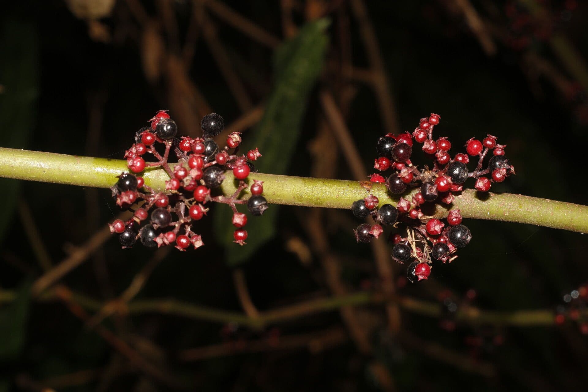 Miconia