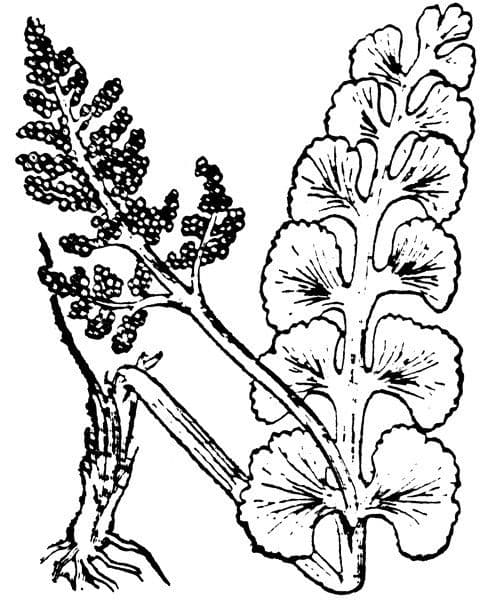 Echte Mondraute 25