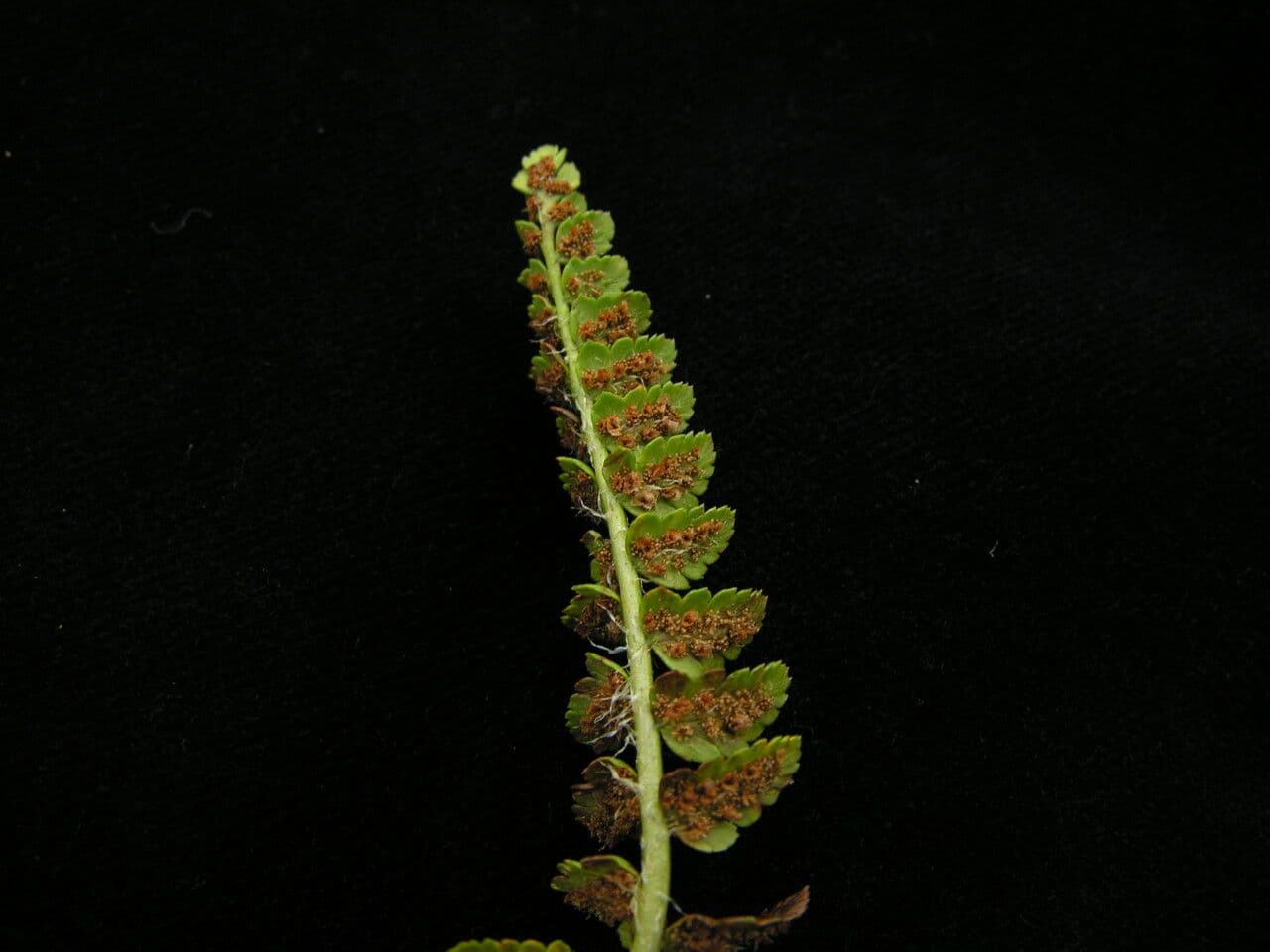 Polystichum 3