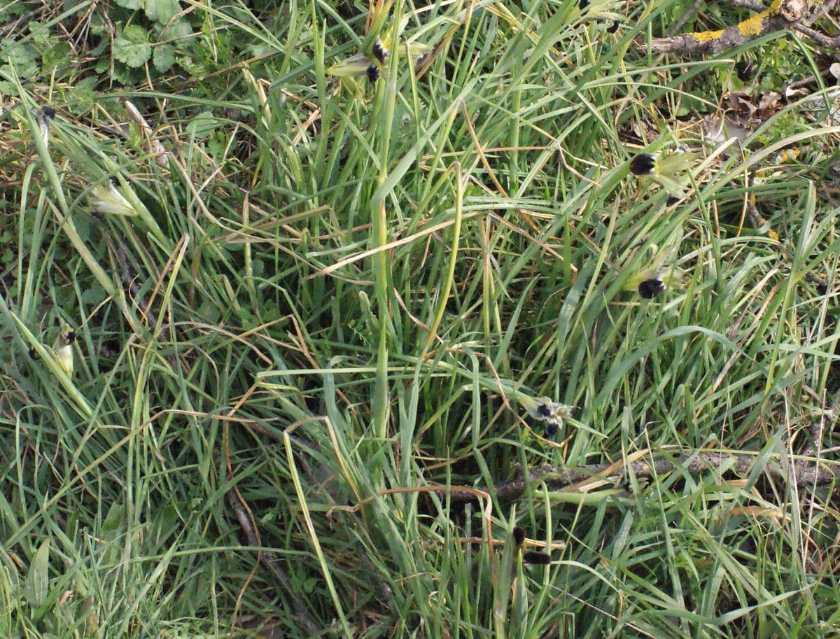 Iris tuberoso 13