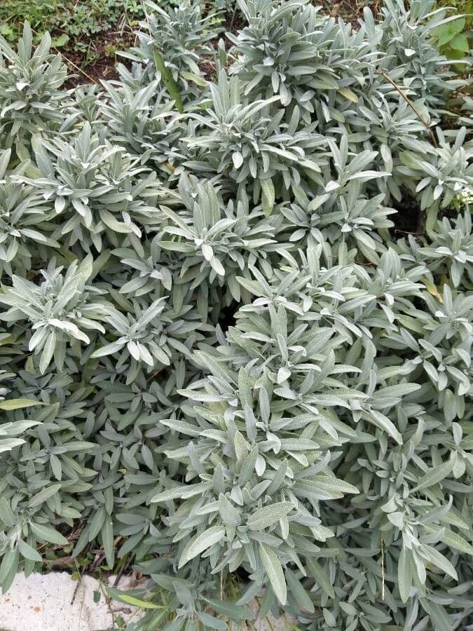 Šalvia lekárska 19