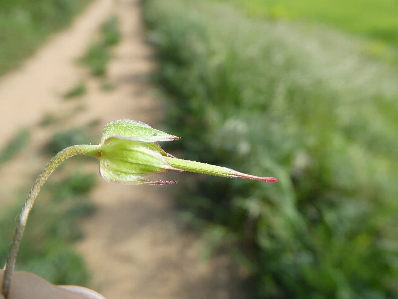 Géranium colombin