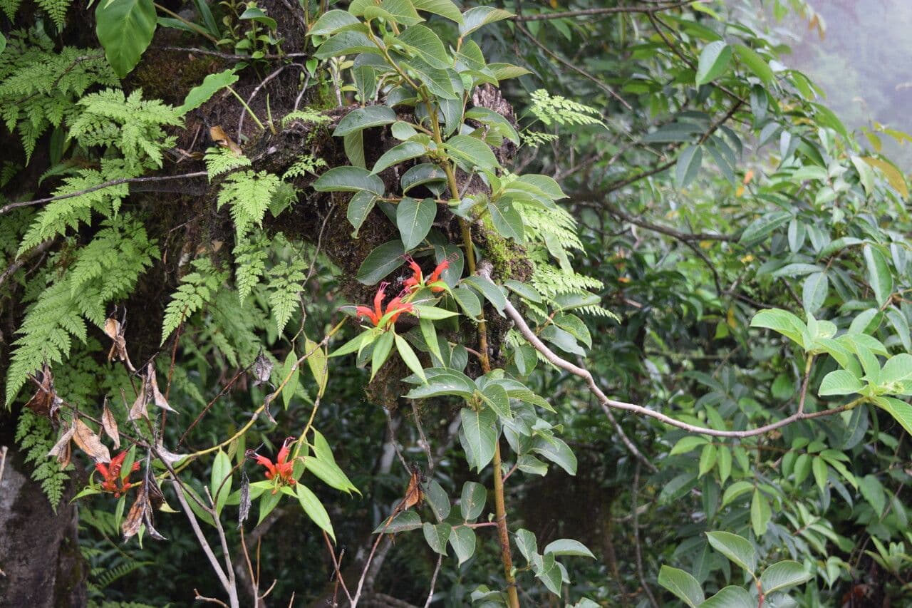 Aeschynanthus 10