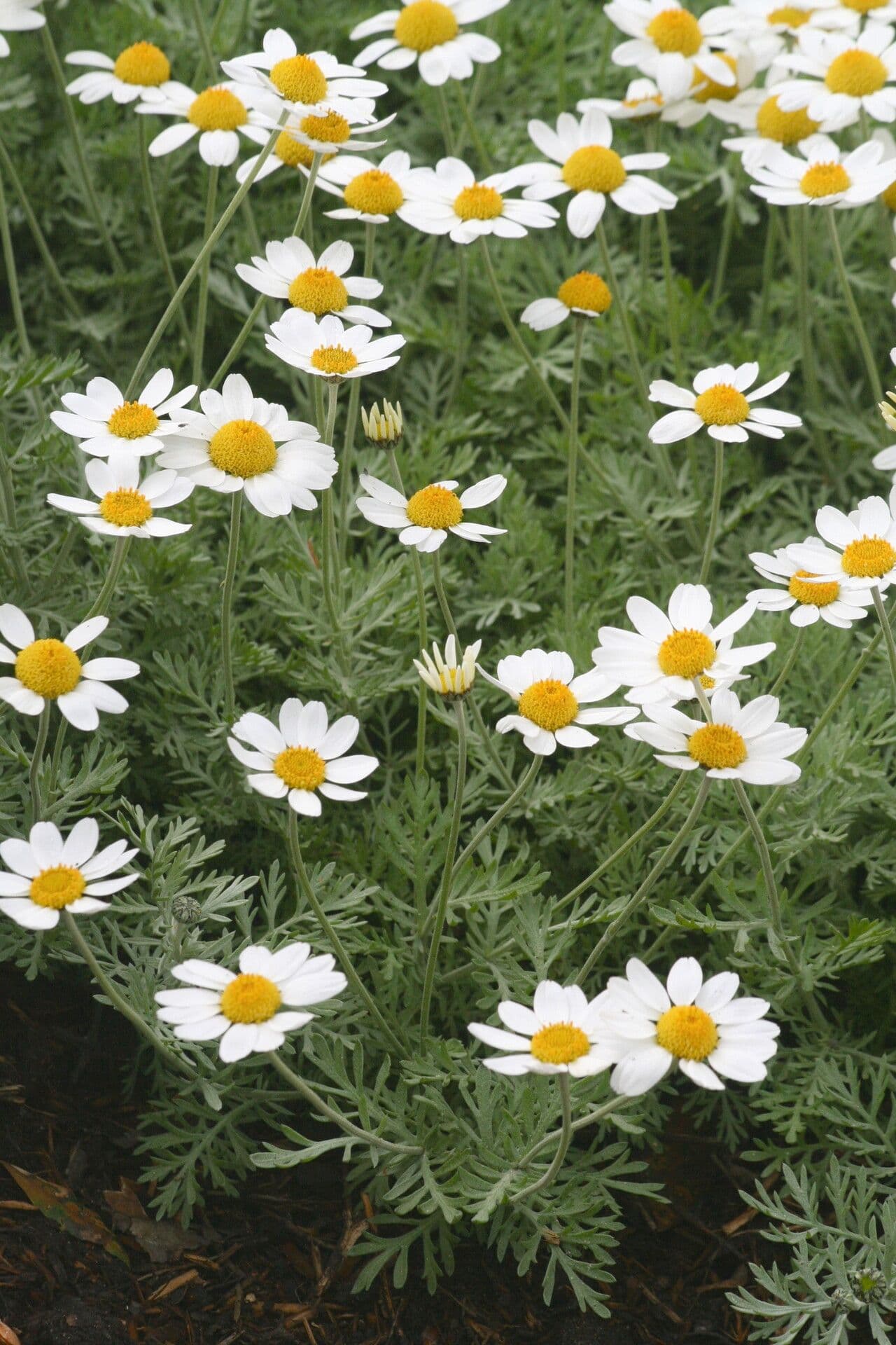Camomilla di Cupani