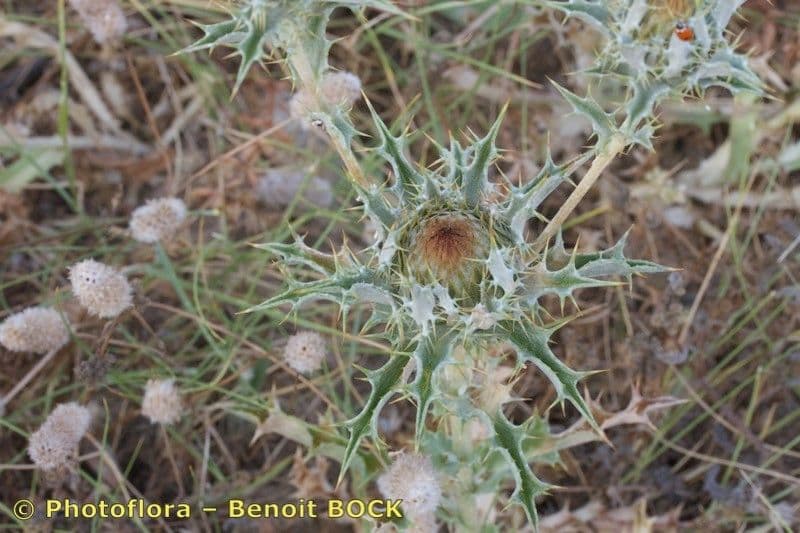 Carlina lanata 26