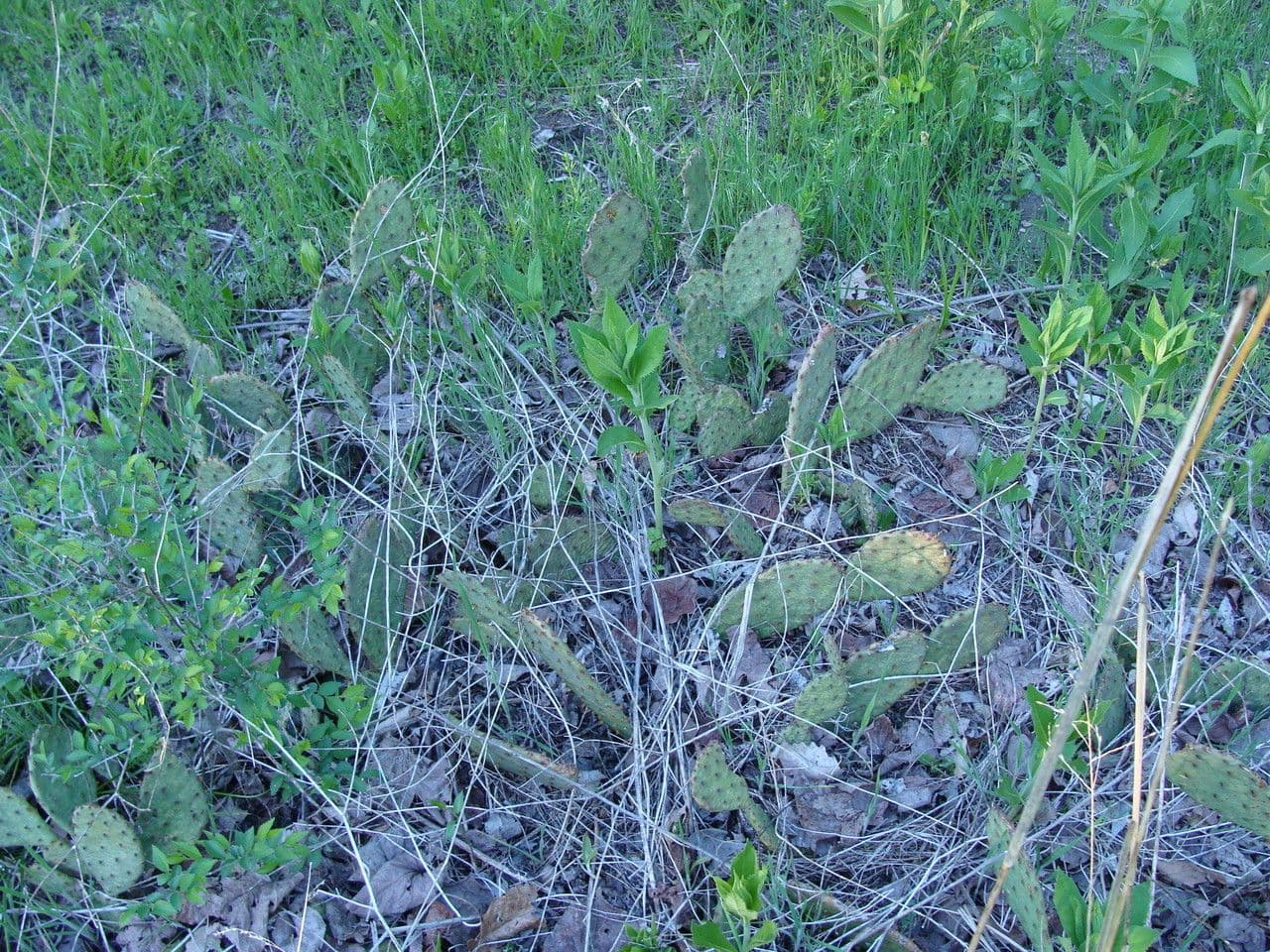 Westliche Feigenkaktus 11