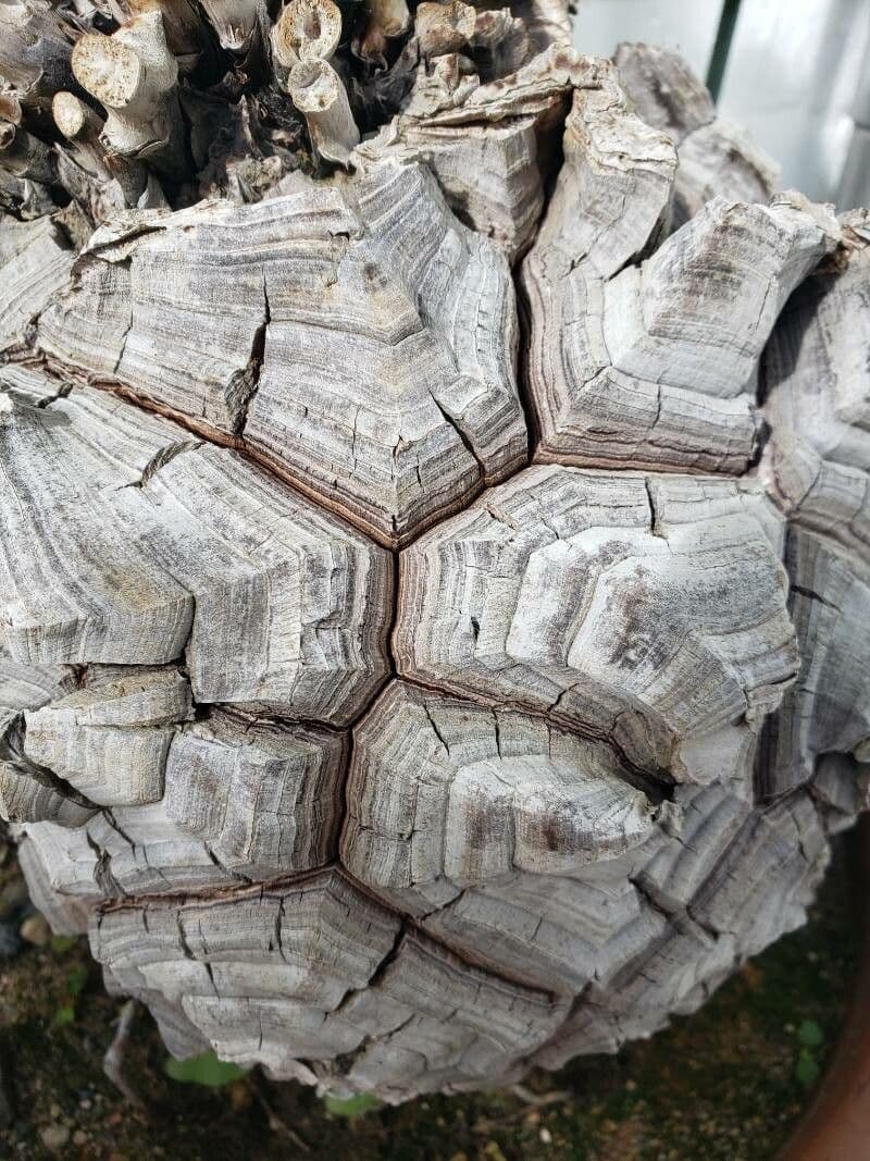 Dioscorea 21