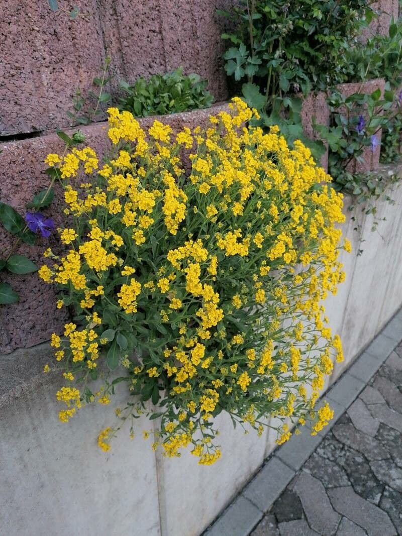 Aurinia saxatilis 25