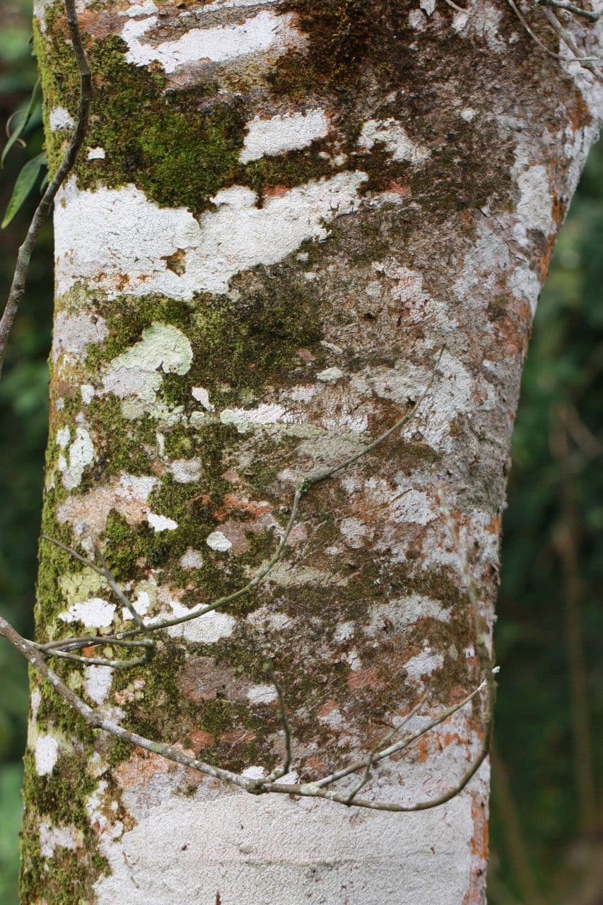 Inga 18