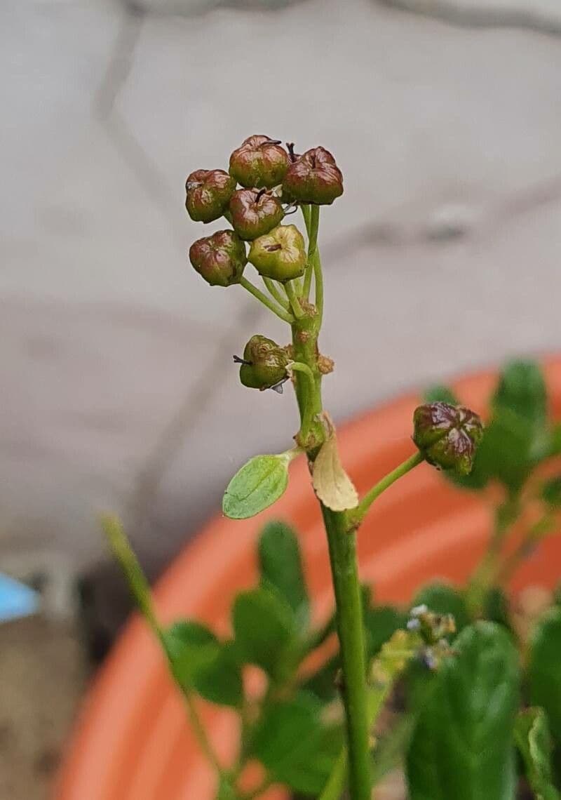 Ceanothus thyrsiflorus