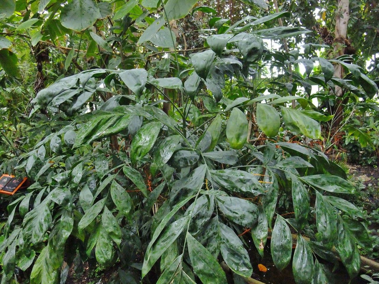 Chamaedorea oblongata 7