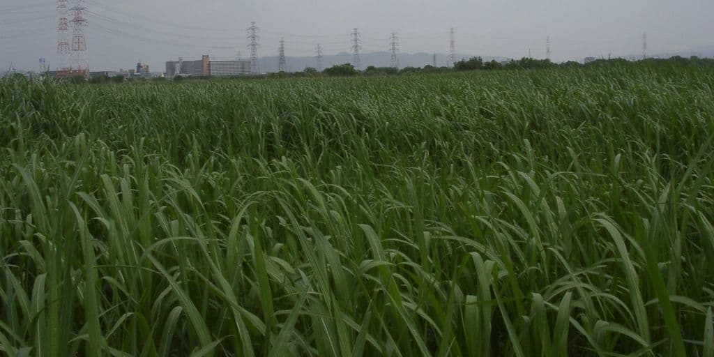 Miscanthus cukroplodý 5