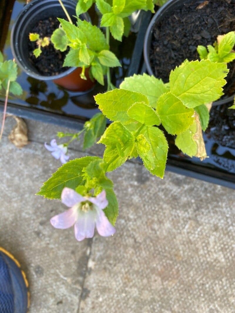 Campanula lactiflora 15