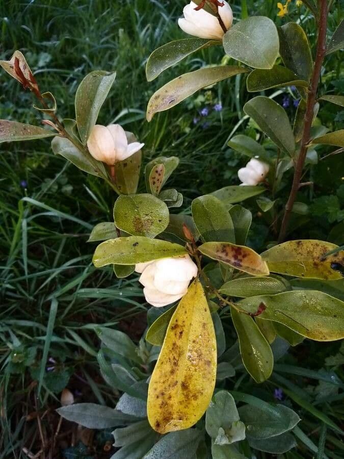 Magnolia 8