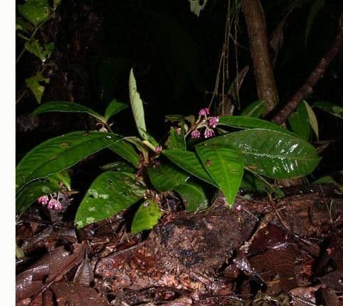 Hymenandra 13