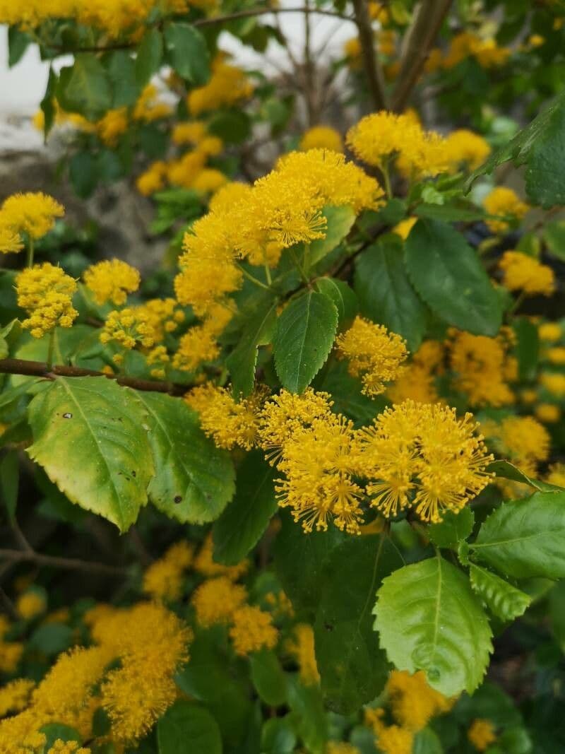 Azara dentata 3