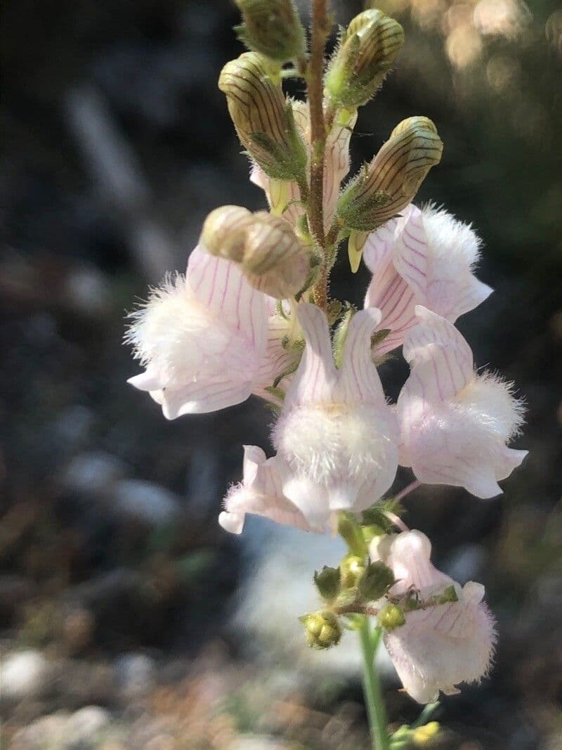 Linaria 4