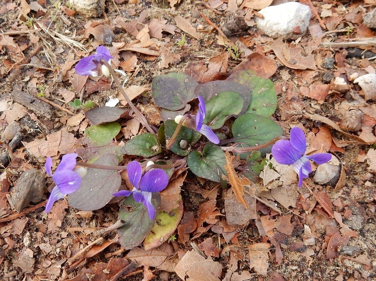 Violette velue 6
