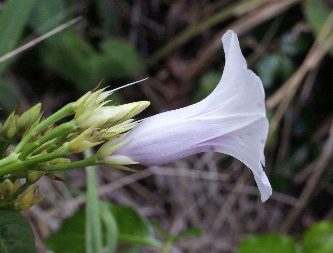 Ipomea carnosa 6