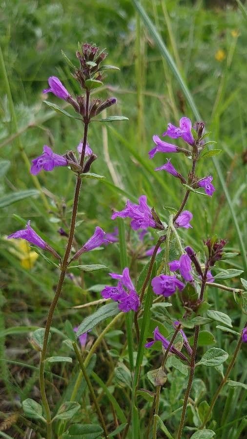 Calaminta alpina 15