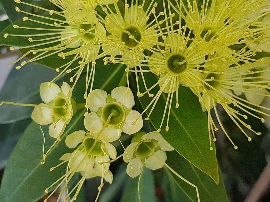 Xanthostemon pubescente 3