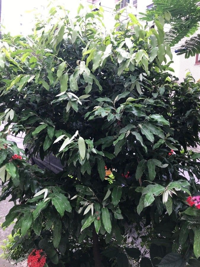 Elateriospermum tapos 6