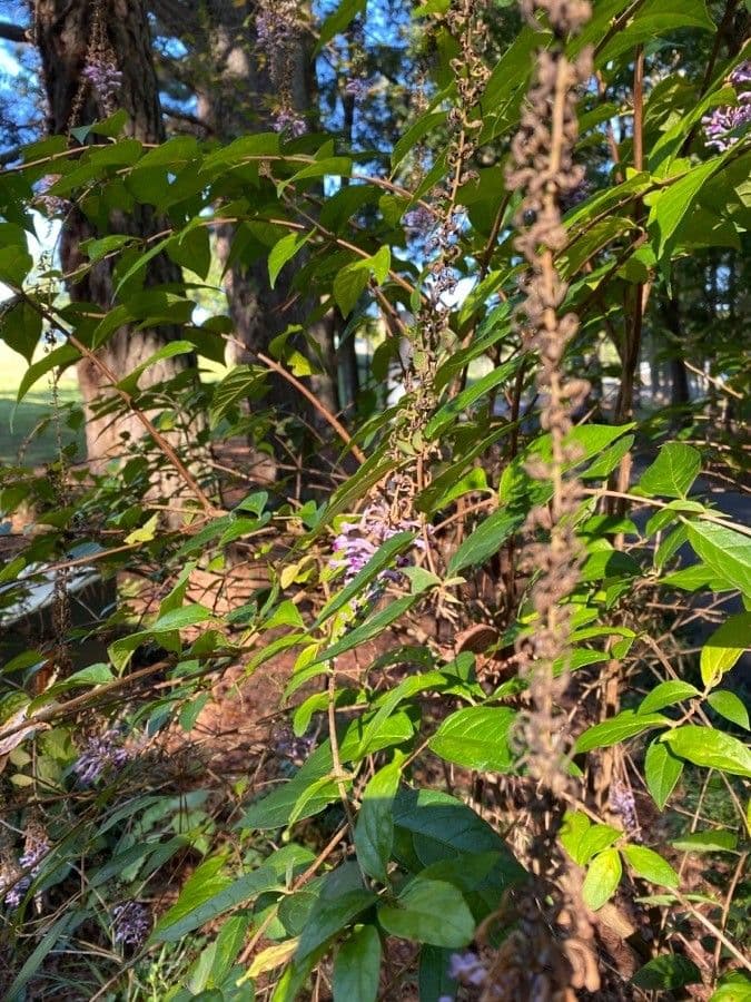 Buddleja di Lindley 7