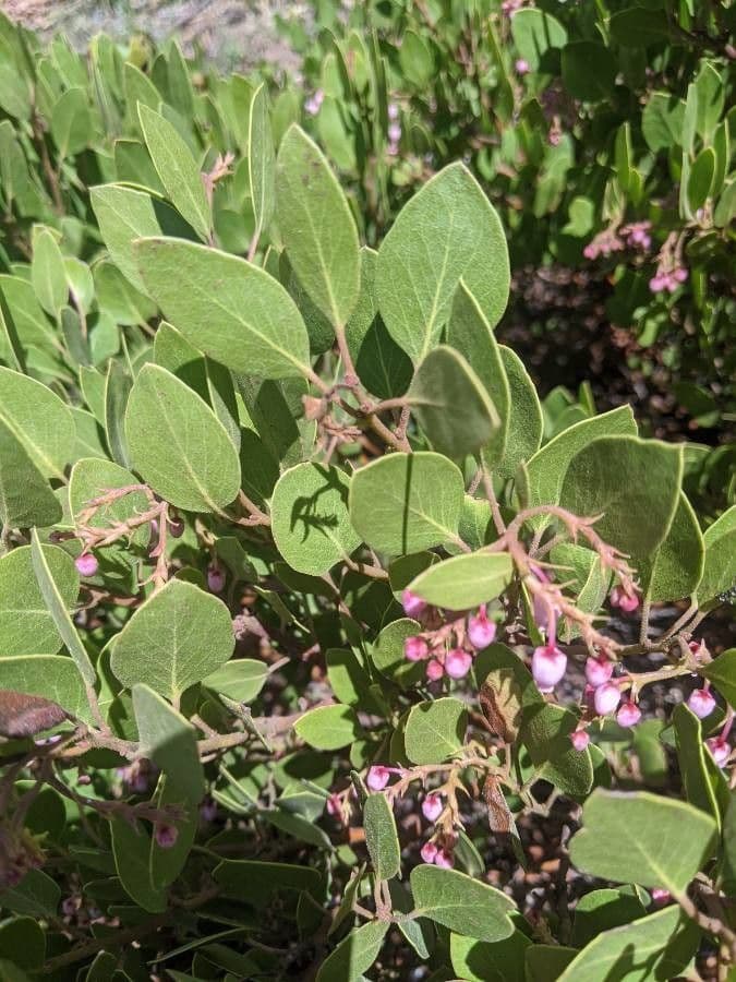 Manzanita 10