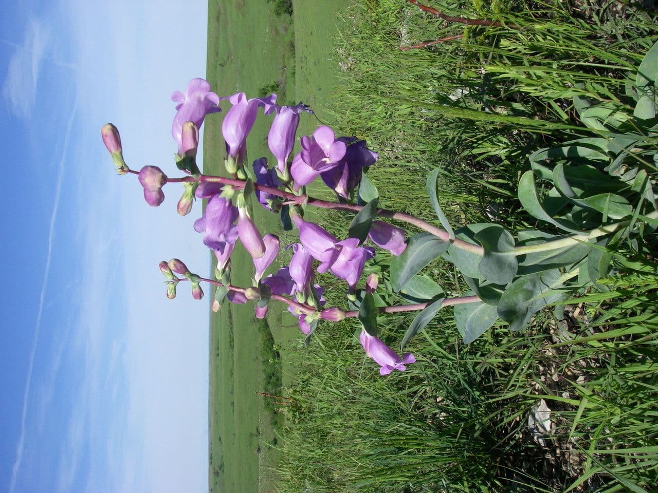 Penstemon grande 8