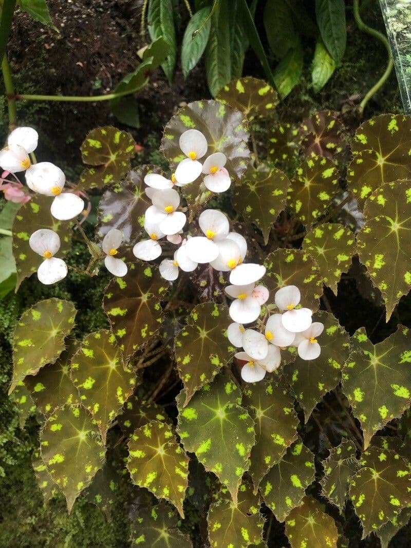 Begonia 5