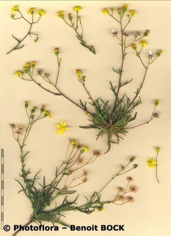 Senecio glauco 12
