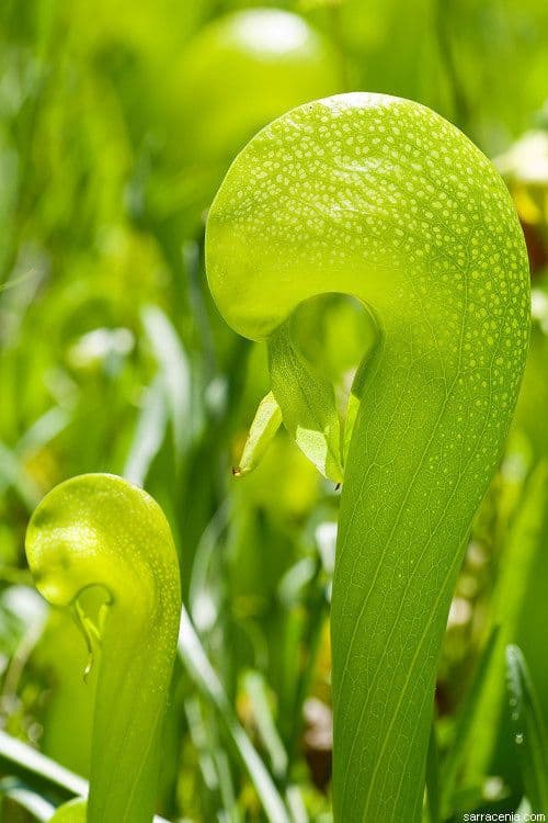 Darlingtonia californica 13