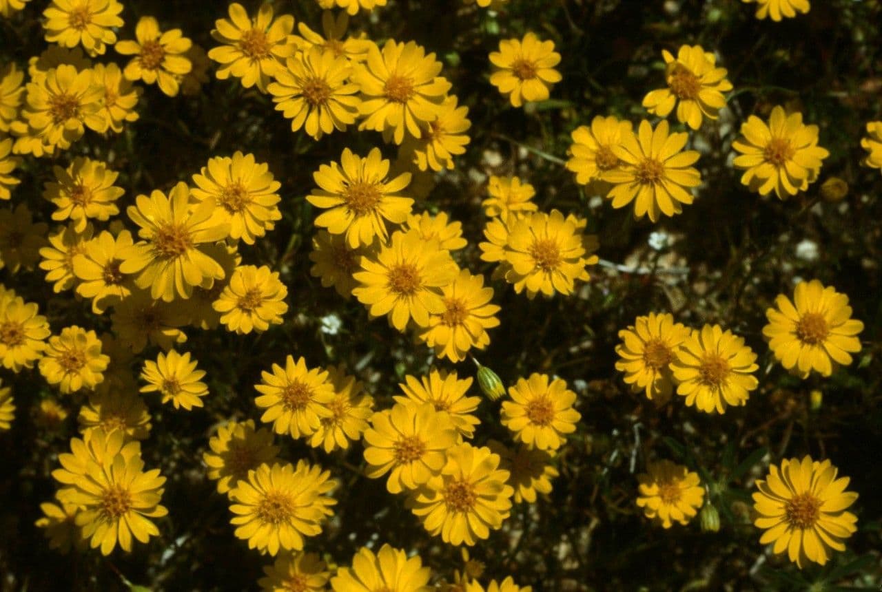 Lasthenia californica 15
