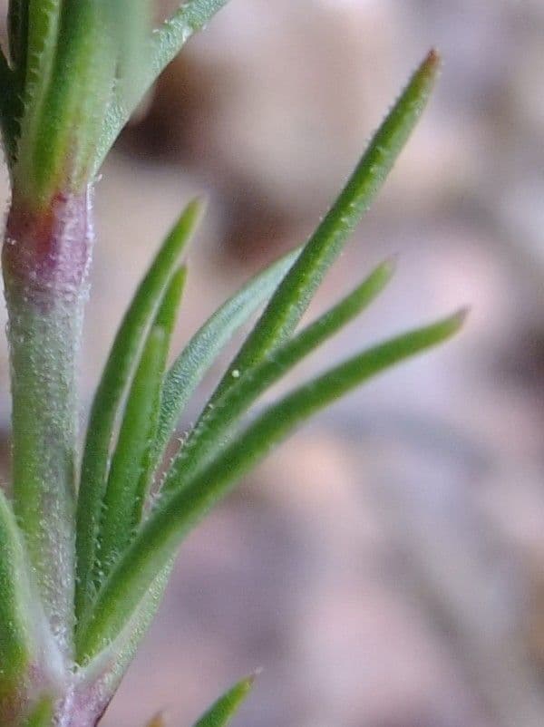 Centonchio perenne 15