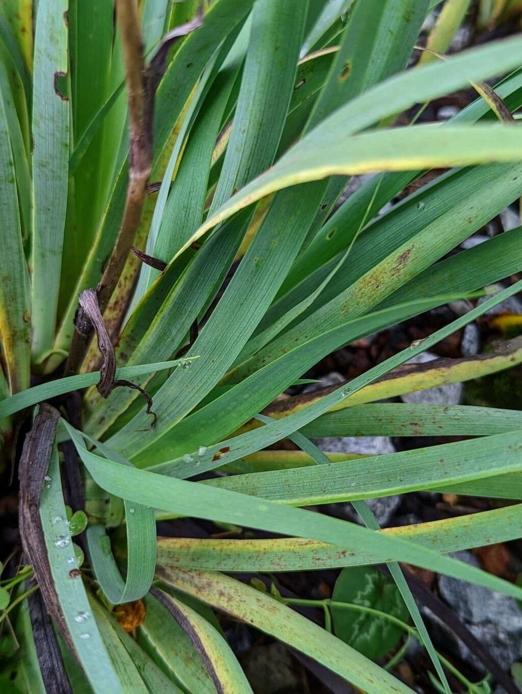 Sisyrinchium 14