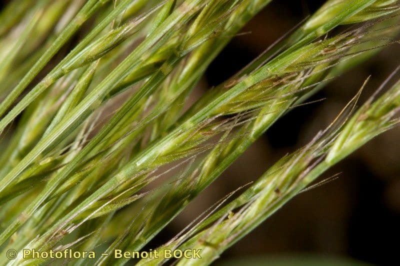 Vlasovka jednostranná 2